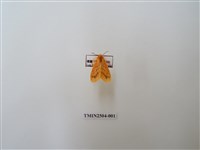 藏品(三條橙燈蛾)的圖片
